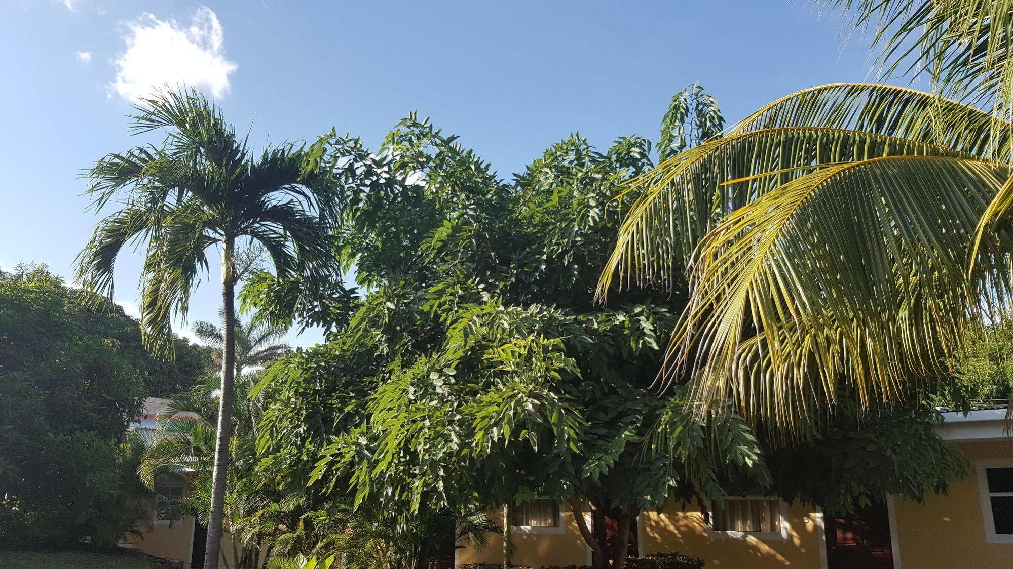 Hotel La Arboleda Managua Eksteriør billede